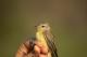 Thumbnail - LA-2980787749-Vireo_philadelphicus_EBIRD2021-6120.jpg
