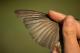 Thumbnail - LA-2980787749-Vireo_philadelphicus_EBIRD2021-6121.jpg