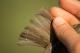 Thumbnail - LA-2980787749-Vireo_philadelphicus_EBIRD2021-6122.jpg