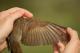 Thumbnail - LA-3151-52451-Catharus_fuscescens_EBIRD2021-6128.jpg