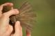 Thumbnail - LA-3151-52451-Catharus_fuscescens_EBIRD2021-6129.jpg