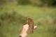 Thumbnail - LA-315152451-Catharus_fuscescens_EBIRD2021-6127.jpg
