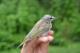 Thumbnail - LD2-2631-08558-Vireo_olivaceus_AOU_7_52-4345.jpg