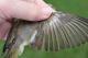 Thumbnail - LD2-2631-08558-Vireo_olivaceus_AOU_7_52-4346.jpg