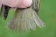 Thumbnail - LD2-2631-08558-Vireo_olivaceus_AOU_7_52-4347.jpg