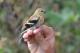 Thumbnail - LD2-2780-20830-Spinus_tristis_AOU_7_52-4359.jpg