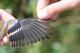 Thumbnail - LD2-2780-20830-Spinus_tristis_AOU_7_52-4360.jpg