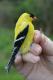 Thumbnail - LG3-2780-19337-Spinus_tristis_AOU_7_52-3906.jpg