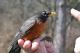 Thumbnail - LG3-NA_1497-Turdus_migratorius_AOU_7_52-3938.jpg