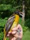 Thumbnail - LG3-NA_1498-Icterus_galbula_AOU_7_52-3941.jpg