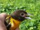 Thumbnail - LG3-NA_1498-Icterus_galbula_AOU_7_52-3944.jpg