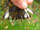 Thumbnail - LG3-NA_1509-Setophaga_tigrina_AOU_7_52-3982.jpg