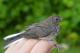 Thumbnail - LG3-NA_1512-Junco_hyemalis_AOU_7_52-3990.jpg