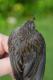 Thumbnail - LG3-NA_1512-Junco_hyemalis_AOU_7_52-3991.jpg