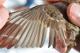 Thumbnail - LG3-NA_1518-Carpodacus_mexicanus_AOU_7_52-4019.jpg