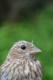 Thumbnail - LG3-NA_1519-Carpodacus_mexicanus_AOU_7_52-4023.jpg