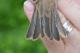 Thumbnail - LG3-NA_1519-Carpodacus_mexicanus_AOU_7_52-4025.jpg