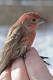 Thumbnail - LG3-NA_1521-Carpodacus_mexicanus_AOU_7_52-4030.jpg