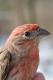 Thumbnail - LG3-NA_1521-Carpodacus_mexicanus_AOU_7_52-4031.jpg