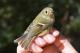 Thumbnail - LG3-NA_1528-Regulus_calendula_AOU_7_52-4071.jpg