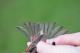 Thumbnail - LG3-NA_1553-Carpodacus_purpureus_AOU_7_52-4173.jpg