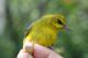 Thumbnail - LG3-NA_1558-Vermivora_cyanoptera_AOU_7_52-4197.jpg