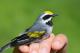 Thumbnail - LG3-NA_1559-Vermivora_chrysoptera_AOU_7_52-4201.jpg
