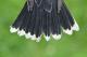Thumbnail - LG3-NA_1560-Tyrannus_tyrannus_AOU_7_52-4208.jpg