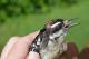 Thumbnail - LG3-NA_1587-Picoides_pubescens_AOU_7_52-4298.jpg