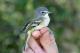 Thumbnail - LG3-NA_1650-Vireo_solitarius_AOU_7_52-4482.jpg