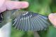 Thumbnail - LG3-NA_1650-Vireo_solitarius_AOU_7_52-4483.jpg