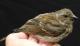 Thumbnail - LL4-0980-13205-Carpodacus_purpureus_AOU_7_52-1288.jpg