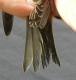 Thumbnail - LL4-0980-13205-Carpodacus_purpureus_AOU_7_52-1290.jpg