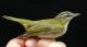 Thumbnail - LL4-0980-13206-Vireo_olivaceus_AOU_7_52-1335.jpg