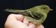 Thumbnail - LL4-2400-08317-Empidonax_flaviventris_AOU_7_52-1316.jpg