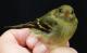 Thumbnail - LL4-2400-08317-Empidonax_flaviventris_AOU_7_52-1317.jpg