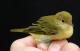 Thumbnail - LL4-2400-08318-Setophaga_petechia_AOU_7_52-1320.jpg