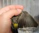 Thumbnail - LL4-2640-37880-Setophaga_coronata_AOU_7_52-1223.jpg