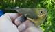 Thumbnail - LL4-2640-37949-Setophaga_caerulescens_AOU_7_52-1243.jpg