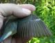 Thumbnail - LL4-2640-37949-Setophaga_caerulescens_AOU_7_52-1244.jpg