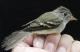 Thumbnail - LL4-2640-37994-Empidonax_minimus_AOU_7_52-1274.jpg