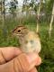 Thumbnail - MG-3070-06113-Spizella_pallida_AOU_7_56-6133.jpeg