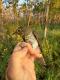 Thumbnail - MG-3151-76045-Catharus_ustulatus_AOU_7_56-6136.jpeg