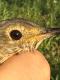 Thumbnail - MG-3151-76047-Catharus_ustulatus_AOU_7_56-6134.jpeg