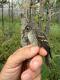 Thumbnail - MG-680-88024-Empidonax_minimus_AOU_7_56-6130.jpeg