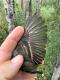 Thumbnail - MG-680-88024-Empidonax_minimus_AOU_7_56-6131.jpeg