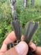 Thumbnail - MG-680-88024-Empidonax_minimus_AOU_7_56-6132.jpeg