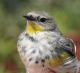 Thumbnail - MG-NA_1612-Setophaga_coronata_AOU_7_52-4379.jpg