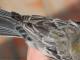 Thumbnail - MG-NA_1612-Setophaga_coronata_AOU_7_52-4380.jpg