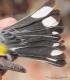 Thumbnail - MG-NA_1612-Setophaga_coronata_AOU_7_52-4382.jpg